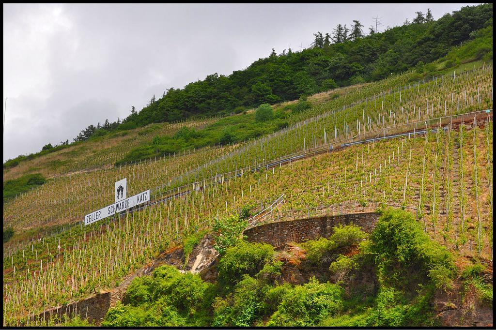 Pension Adelheid Moselhype&Wine 摩泽尔河畔的泽尔 外观 照片